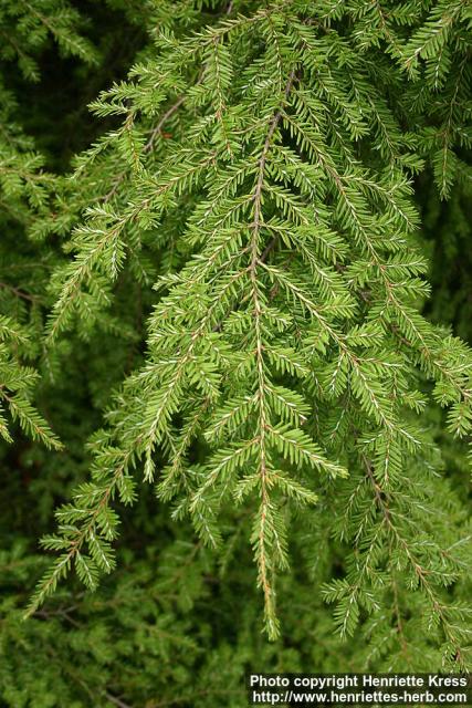 Photo: Tsuga canadensis 1.