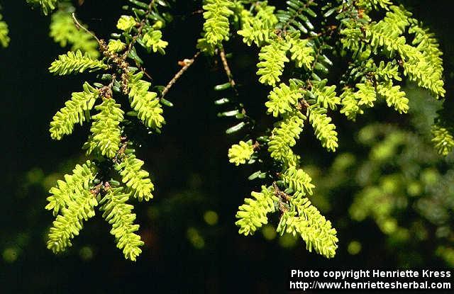 Photo: Tsuga diversifolia 1.