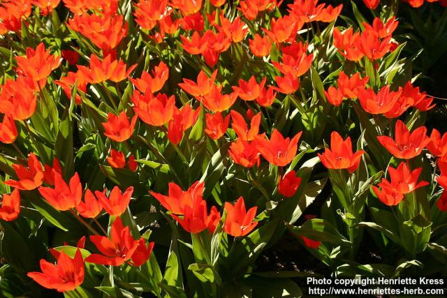 Photo: Tulipa praestans.