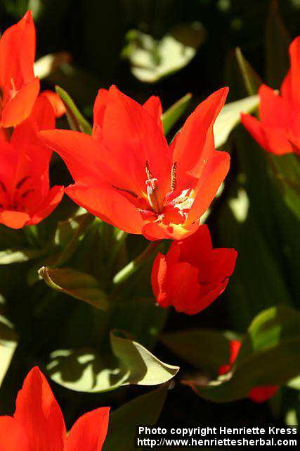 Photo: Tulipa praestans 1.