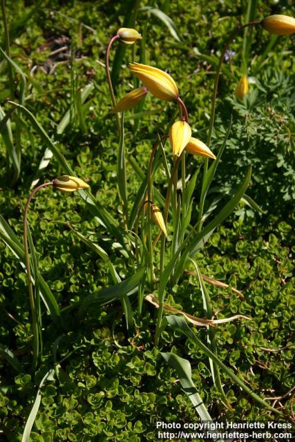 Photo: Tulipa sylvestris.