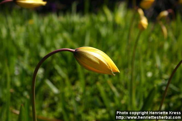 Photo: Tulipa sylvestris 1.