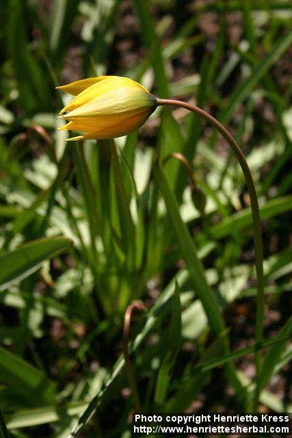 Photo: Tulipa sylvestris 2.