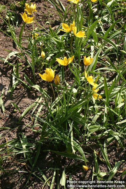 Photo: Tulipa sylvestris 3.