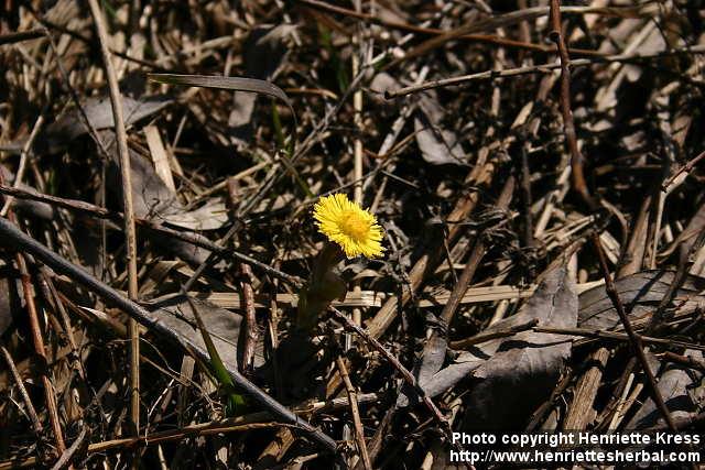 Photo: Tussilago farfara 14.