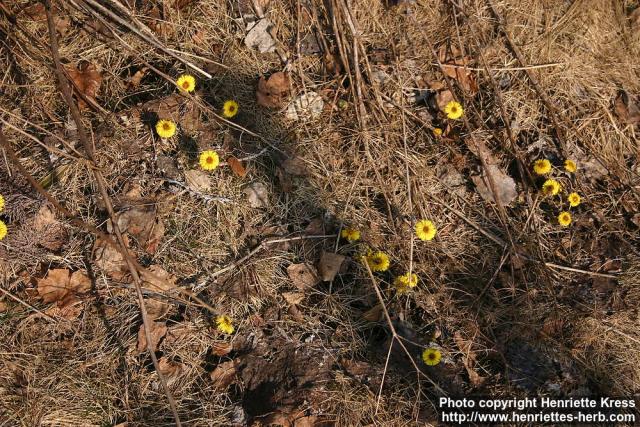 Photo: Tussilago farfara 17.