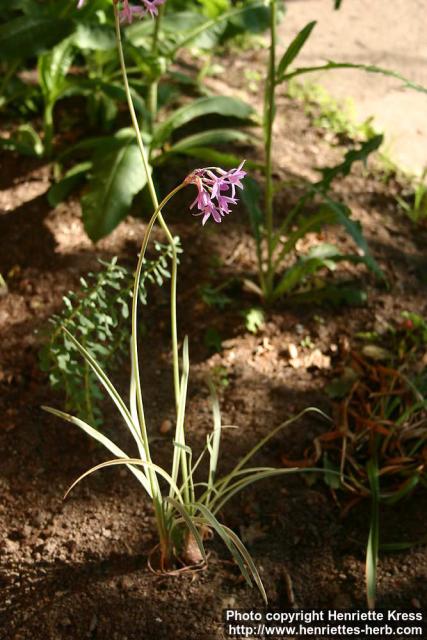 Photo: Tulbaghia violacea.