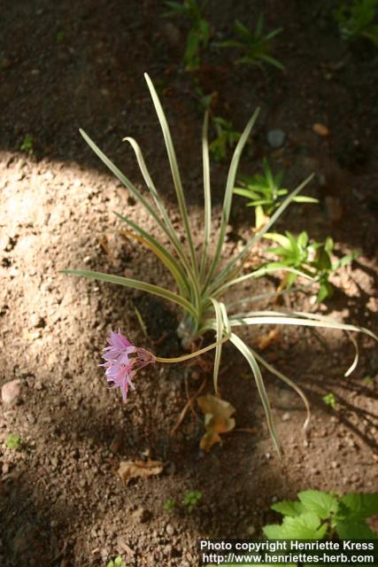 Photo: Tulbaghia violacea 1.