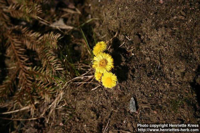 Photo: Tussilago farfara 21.