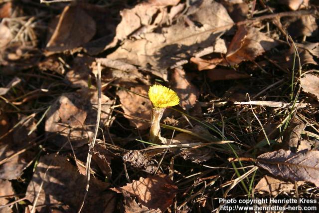 Photo: Tussilago farfara 22.