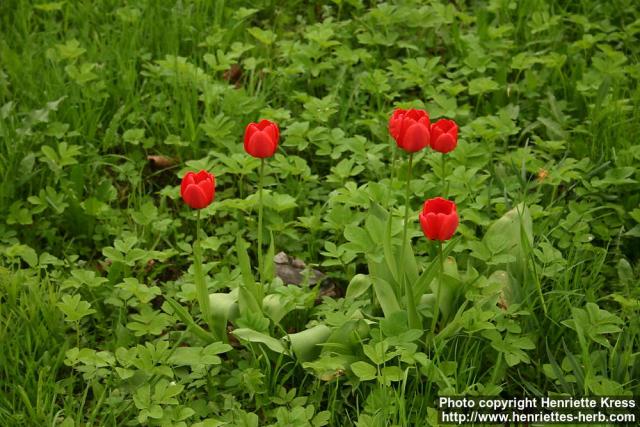 Photo: Tulipa 2.