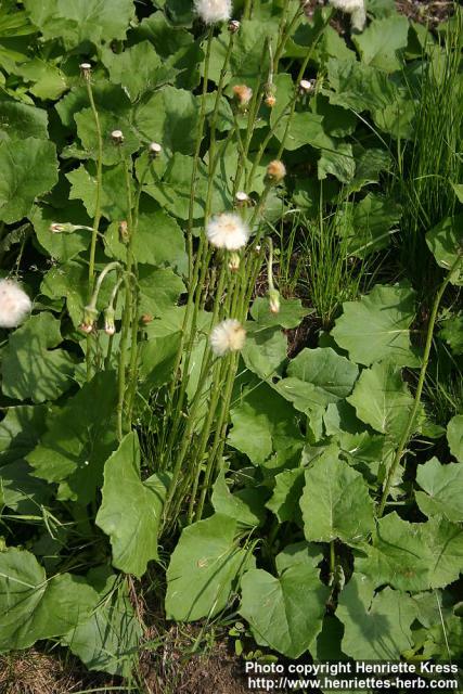 Photo: Tussilago farfara 26.