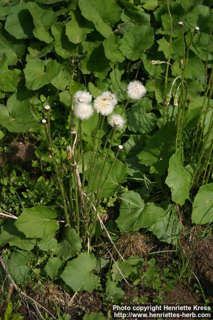 Photo: Tussilago farfara 27.