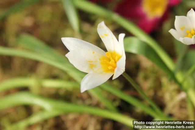 Photo: Tulipa cretica 1.