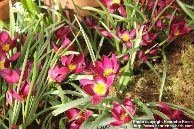 Photo: Tulipa humilis 2.