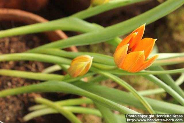 Photo: Tulipa orphanidea 0.