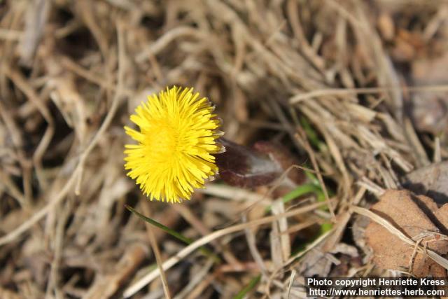 Photo: Tussilago farfara 29.