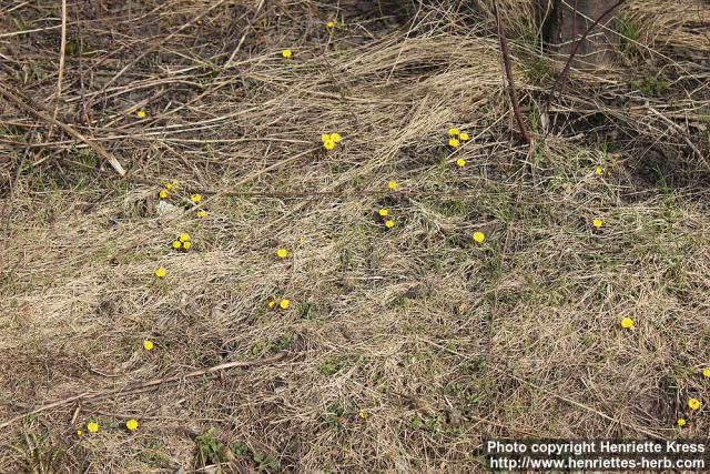 Photo: Tussilago farfara 31.