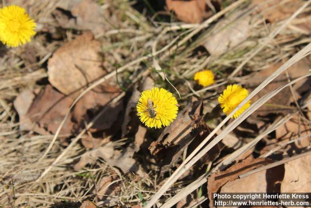 Photo: Tussilago farfara 33.