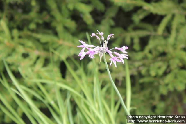 Photo: Tulbaghia violacea 3.