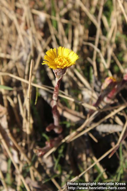 Photo: Tussilago farfara 41.