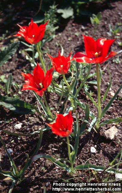 Photo: Tulipa linifolia.