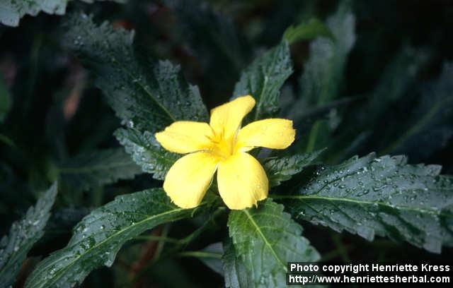 Photo: Turnera ulmifolia 3.