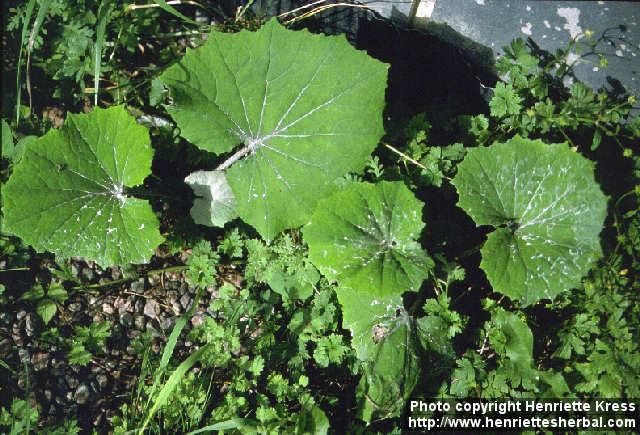 Photo: Tussilago farfara 1.