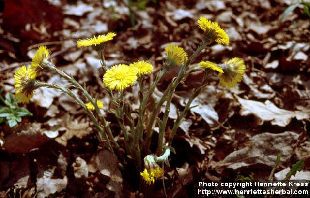 Photo: Tussilago farfara 11.