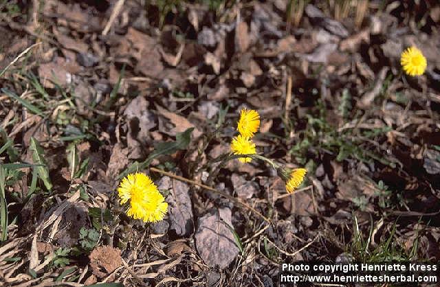 Photo: Tussilago farfara.