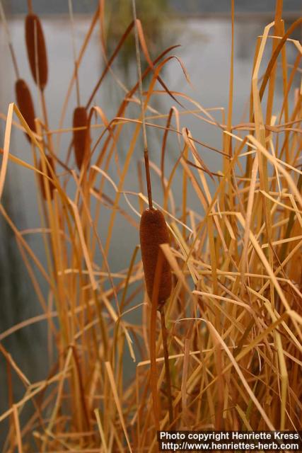 Photo: Typha laxmannii.