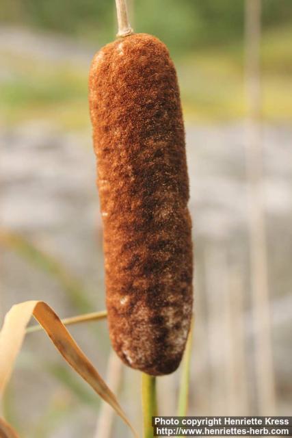 Photo: Typha latifolia 10.