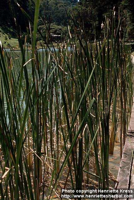 Photo: Typha latifolia 4.