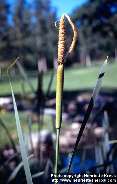 Photo: Typha angustifolia 3.