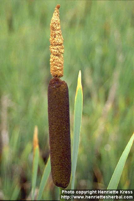 Photo: Typha latifolia 1.