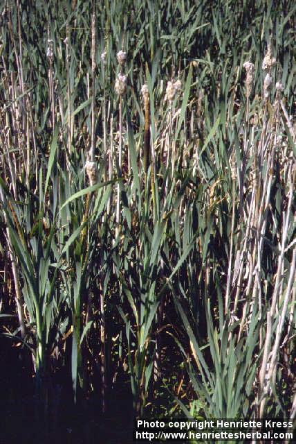 Photo: Typha latifolia 2.