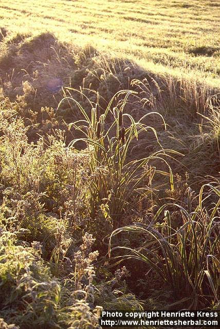 Photo: Typha latifolia 3.