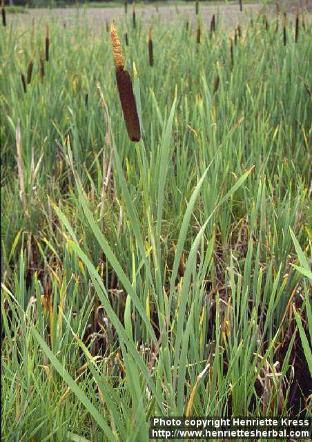 Photo: Typha latifolia.