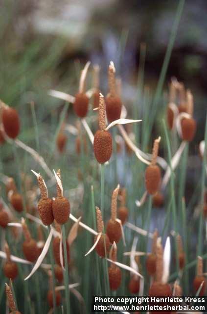 Photo: Typha minima 1.