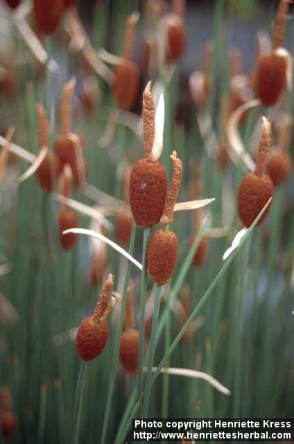 Photo: Typha minima 2.