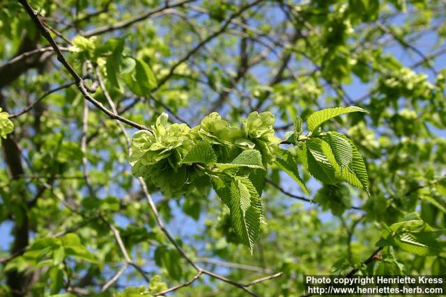 Photo: Ulmus glabra 5.