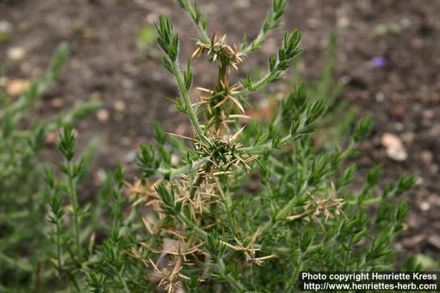 Photo: Ulex europaeus 2.