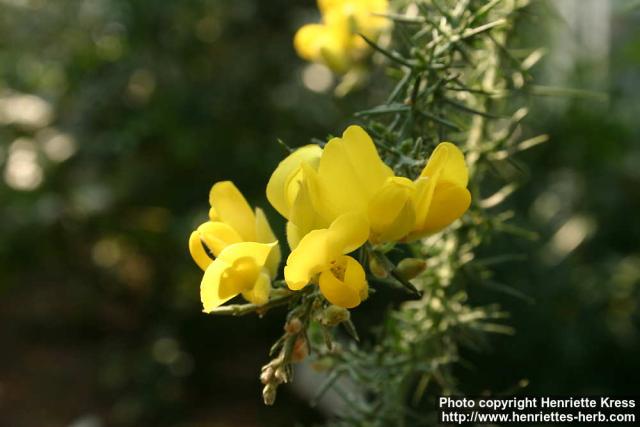 Photo: Ulex europaeus 7.