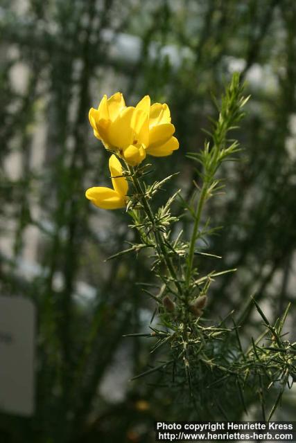 Photo: Ulex europaeus 8.