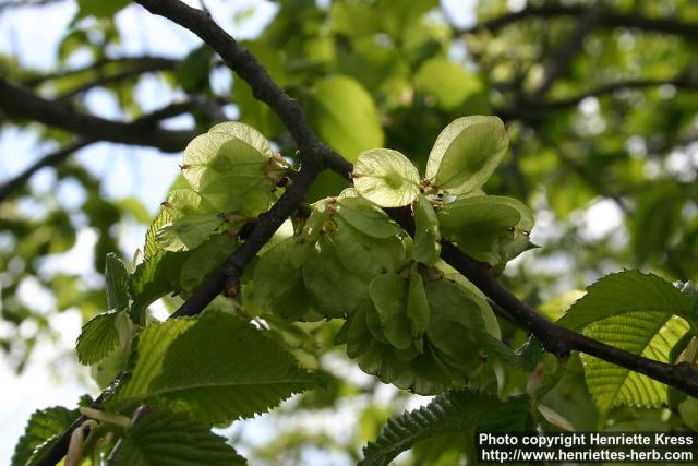 Photo: Ulmus glabra 6.