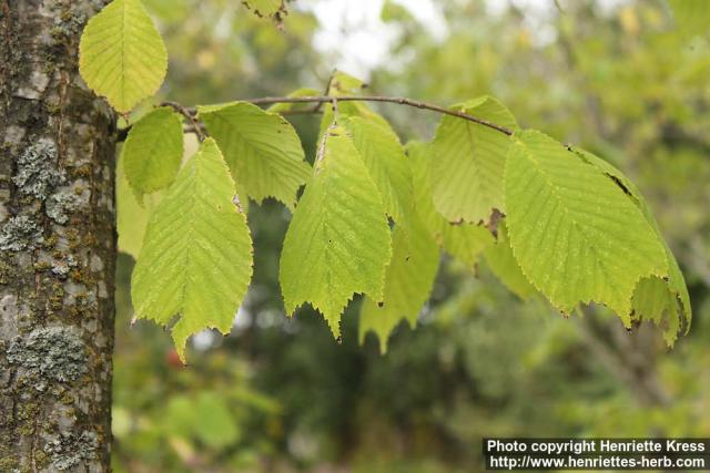 Photo: Ulmus laciniata 0.