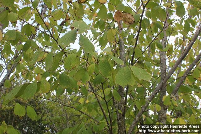 Photo: Ulmus laciniata 1.