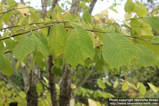 Photo: Ulmus Laciniata 2.