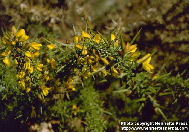 Photo: Ulex europaeus.