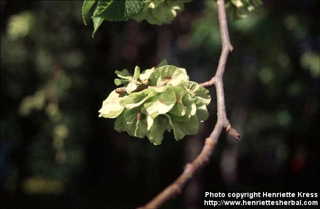 Photo: Ulmus glabra 1.